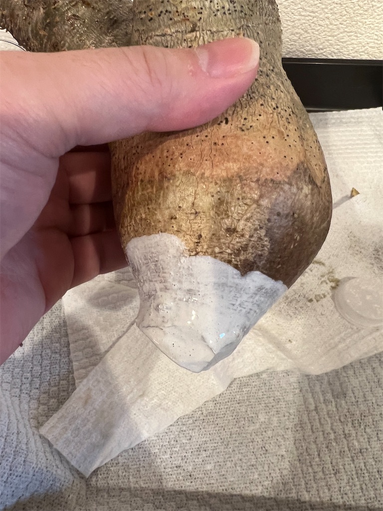 パキポディウム・イノピナツムの発根管理に挑戦【ベアルート株、現地球