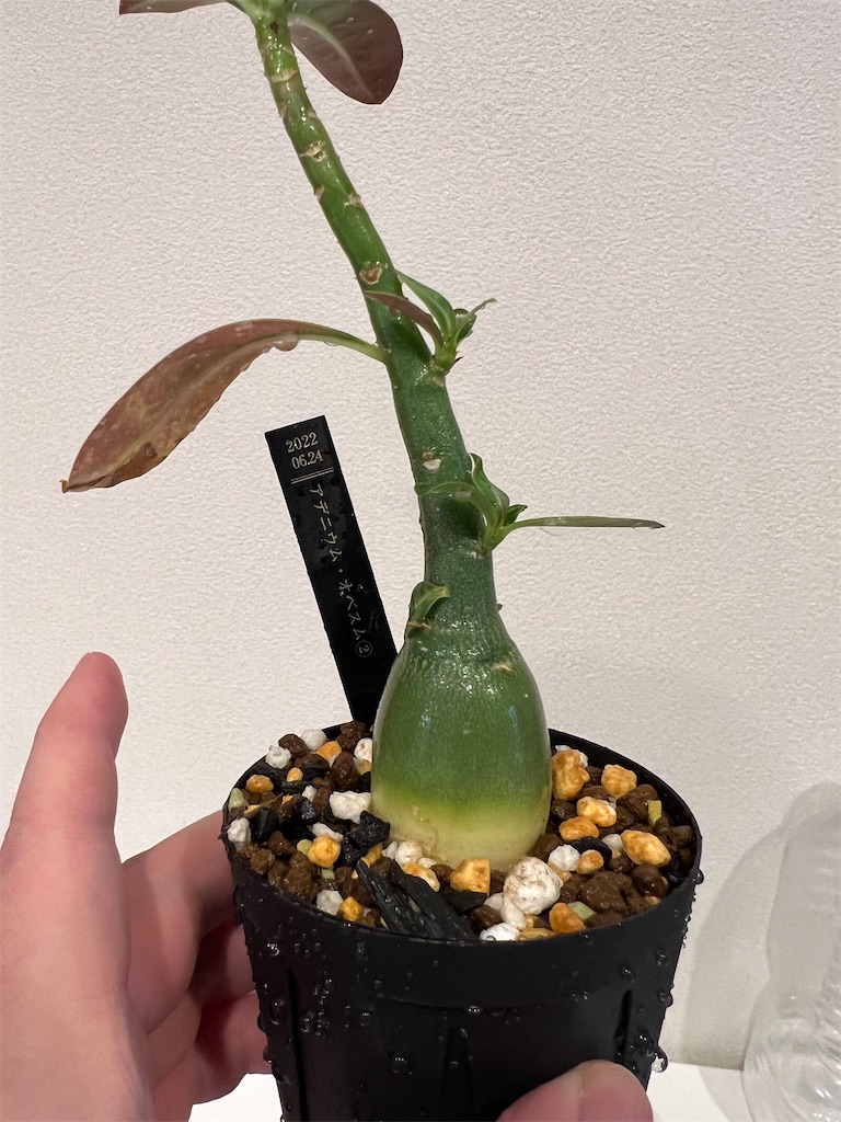 オールシーズンアデニウム チョコ 鉢植え C ＋ V2ハックB-13鉢植え 実生9ヶ月のアデニウムを鉢上げしました【植え替え】 - つばさブログ