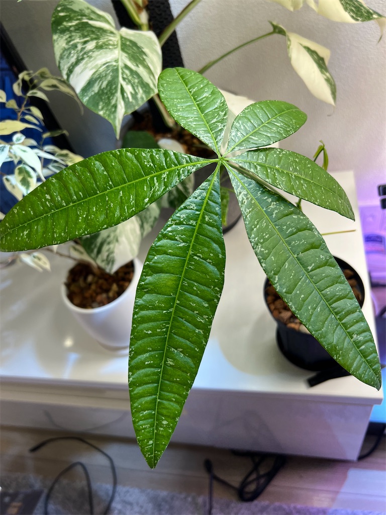 パキラ斑入り ミルキーウェイ実生。3又株