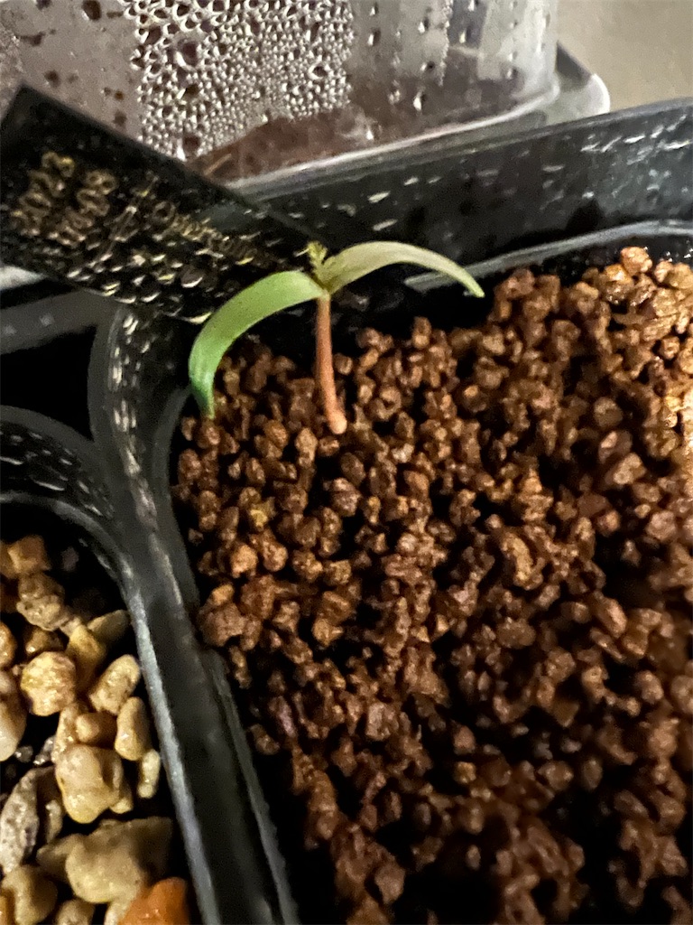 祝🌱発芽】オペルクリカリア・パキプスの種まき・発芽方法【3度目の