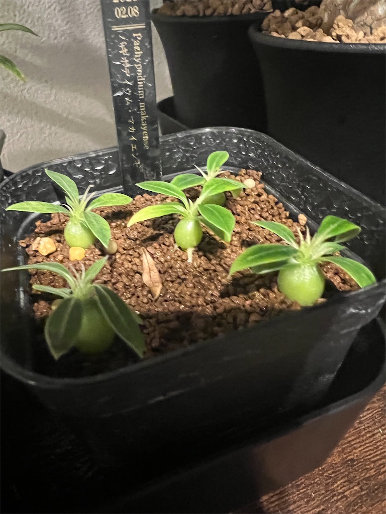 パキポディウム・マカイエンセの実生記録・育て方【2023年2月種まき