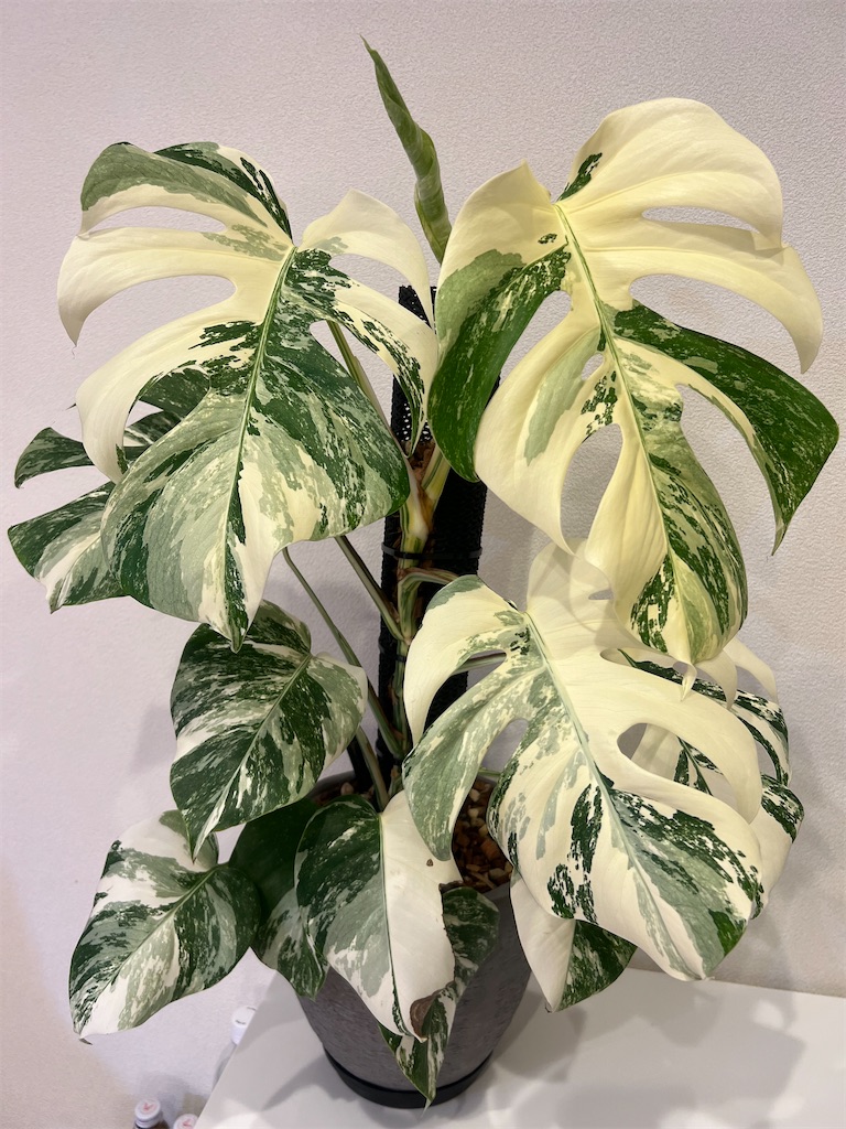 マドカズラ 斑入り ねこの登り棒 マドカズラ 斑入り ねこの登り棒 monsteraadansoniivariegata
