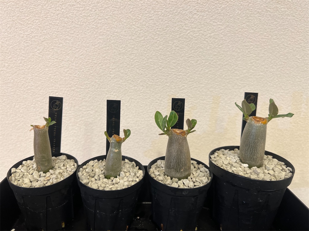 アデニウムを剪定して太らせてみた - つばさブログ