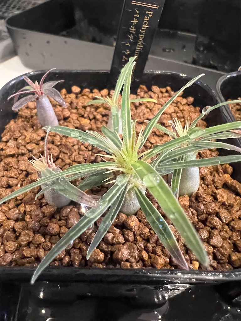 腰水卒業編】パキポディウムの実生方法・育て方【種まき〜実生3ヶ月