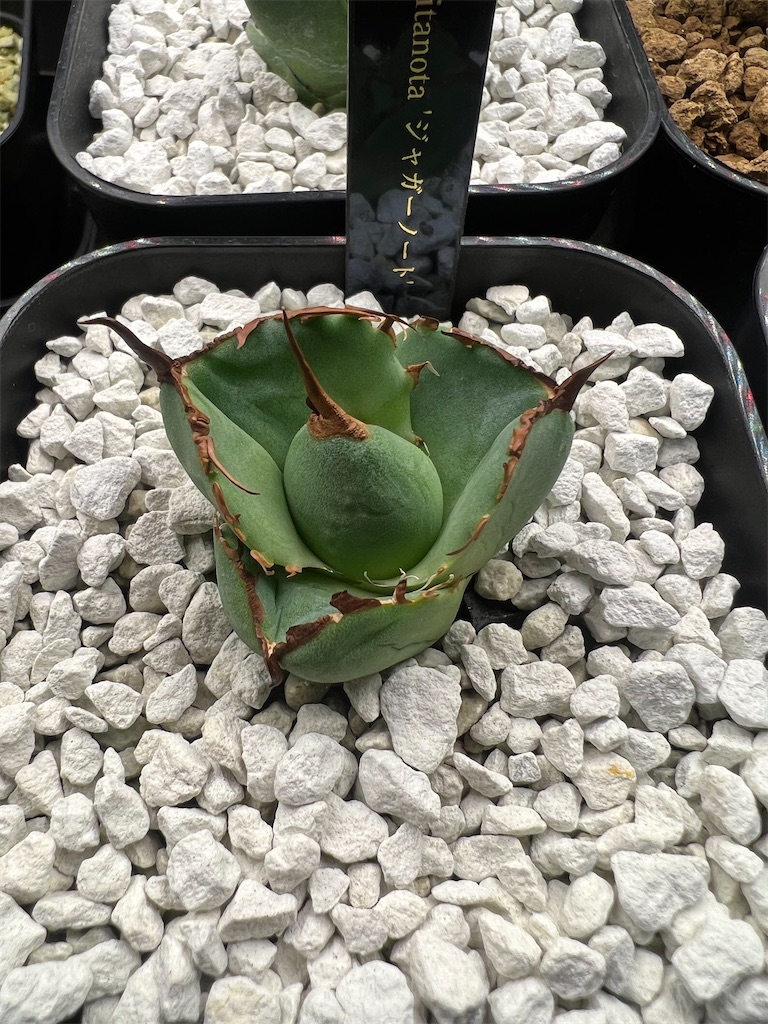 【ヤバいやつ】アガベエレファントEVIS 親株 ヤバいやつ】アガベエレファントEVIS 親株 【アガベ子株の育て方】親株