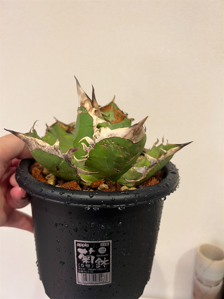 総額70万円超】2023年6月に購入した植物【前編】 - つばさブログ