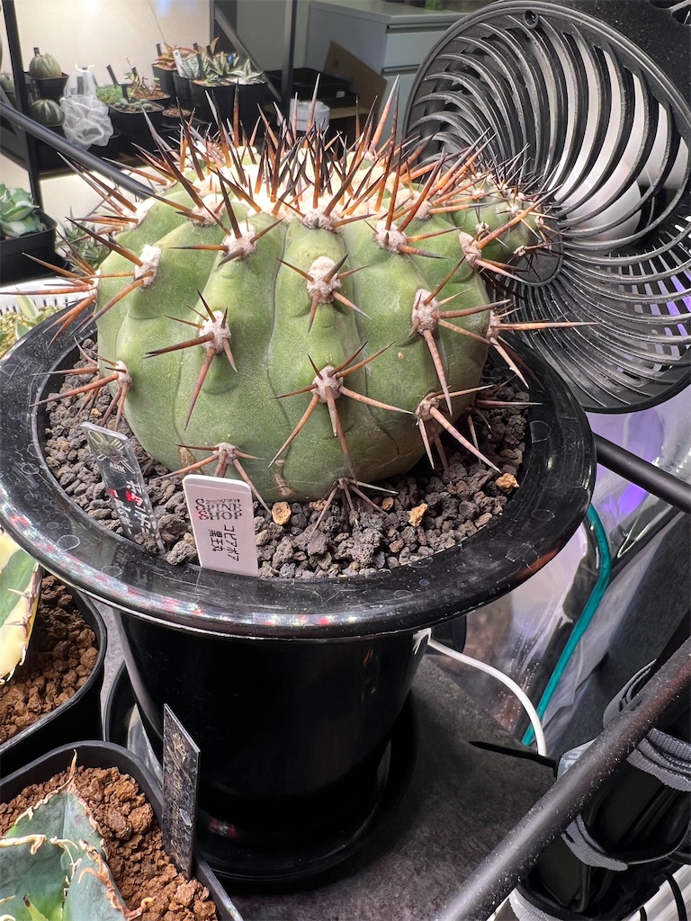 総額70万円超】2023年6月に購入した植物【前編】 - つばさブログ