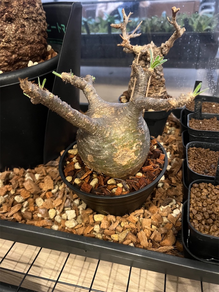 総額70万円超】2023年6月に購入した植物【前編】 - つばさブログ