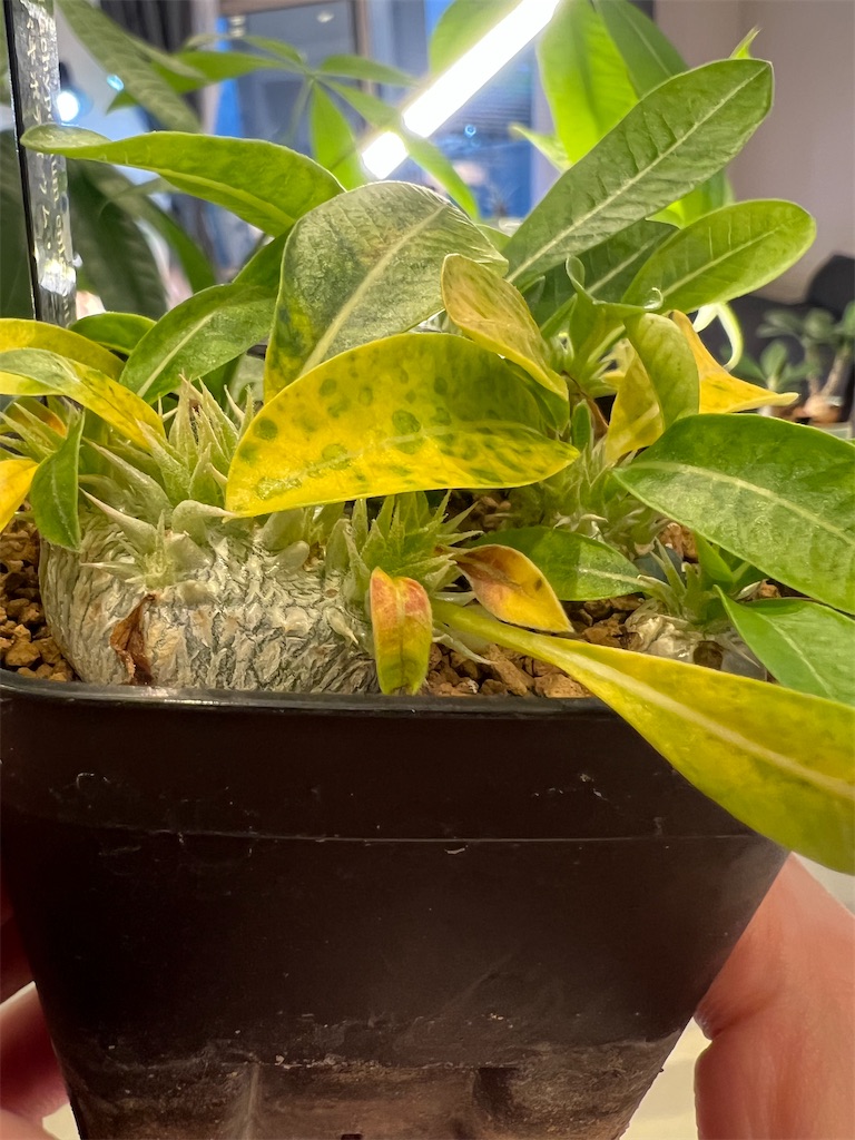パキポディウム レアリー　実生　マセタの鉢ごと発送 5年目マカイエンセ🌱 5年もたったのか！と思うけど今年も元気