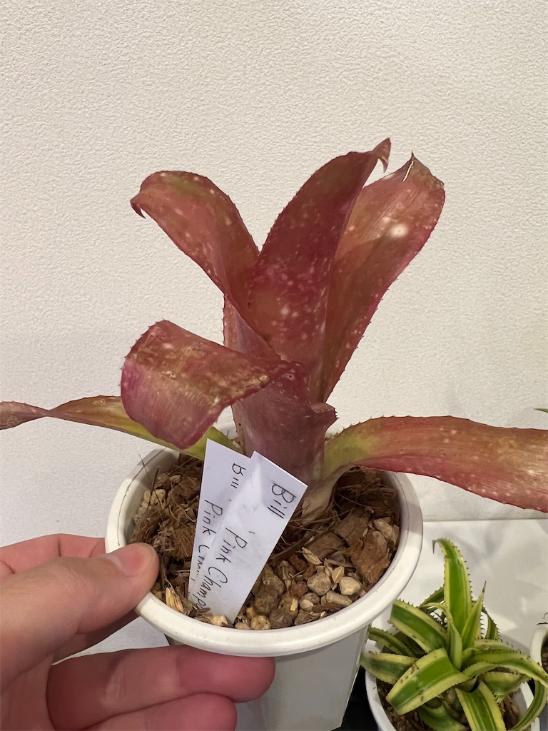 総額60万円超】2023年7月に購入した植物【購入品紹介】 - つばさ 総額60万円超】2023年7月に購入した植物【購入品紹介】 - つばさ