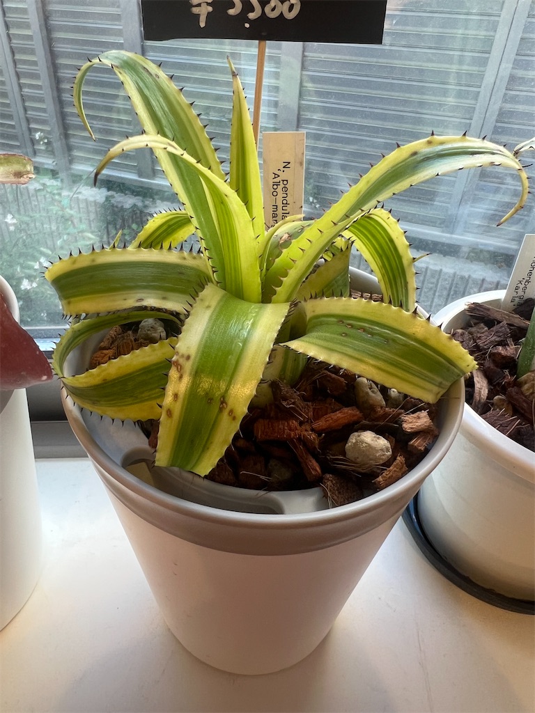 総額60万円超】2023年7月に購入した植物【購入品紹介】 - つばさ 総額60万円超】2023年7月に購入した植物【購入品紹介】 - つばさ