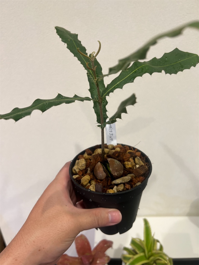 総額60万円超】2023年7月に購入した植物【購入品紹介】 - つばさ