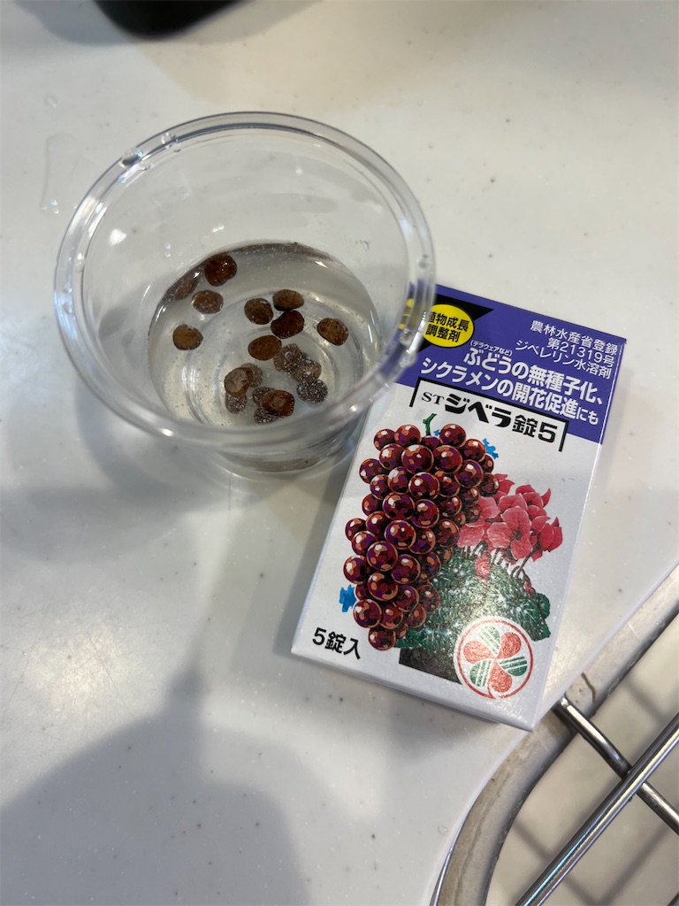 完全版】オペルクリカリア・パキプスの実生、種まき・発芽方法【発芽率