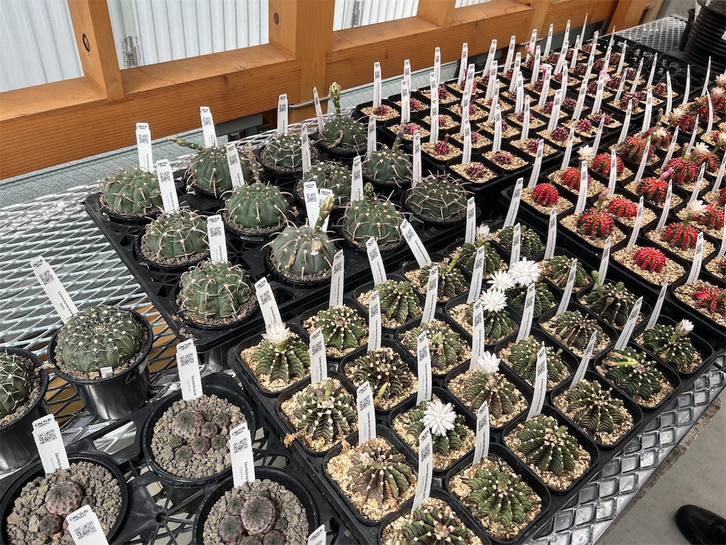 CACTUS GREEN】カクタスグリーンの実店舗に行ってきました【オープン日