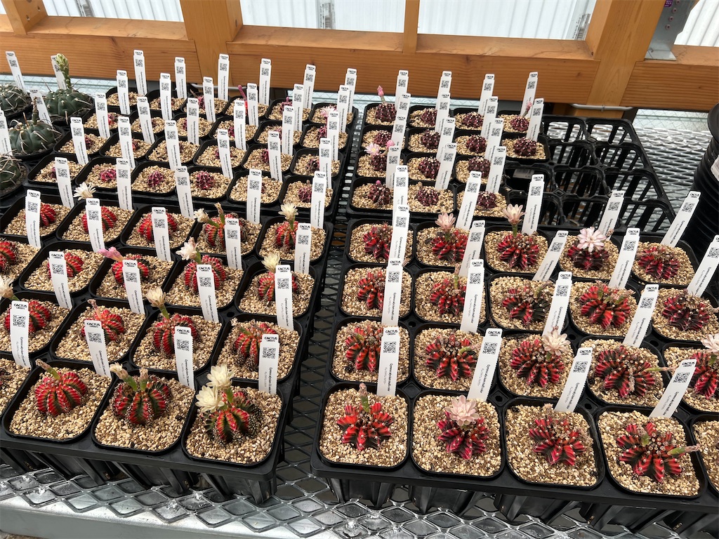 CACTUS GREEN】カクタスグリーンの実店舗に行ってきました【オープン日