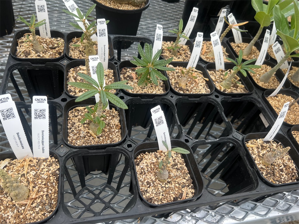 CACTUS GREEN】カクタスグリーンの実店舗に行ってきました【オープン日