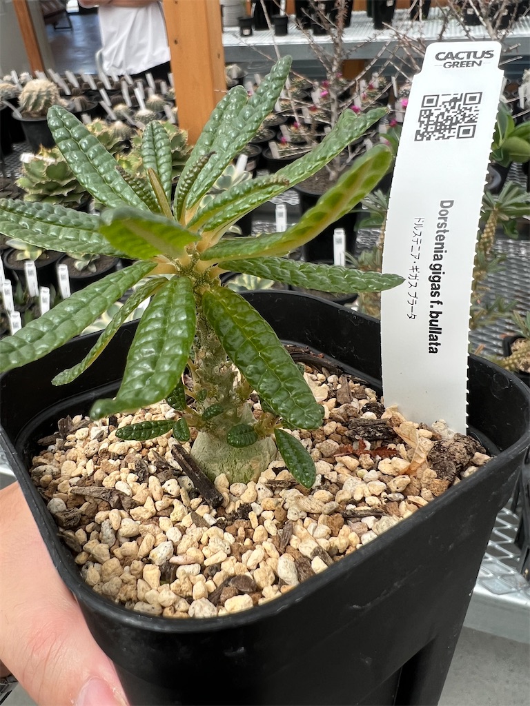 10粒ドルステニア・ギガスブラータDorstenia gigas bullata