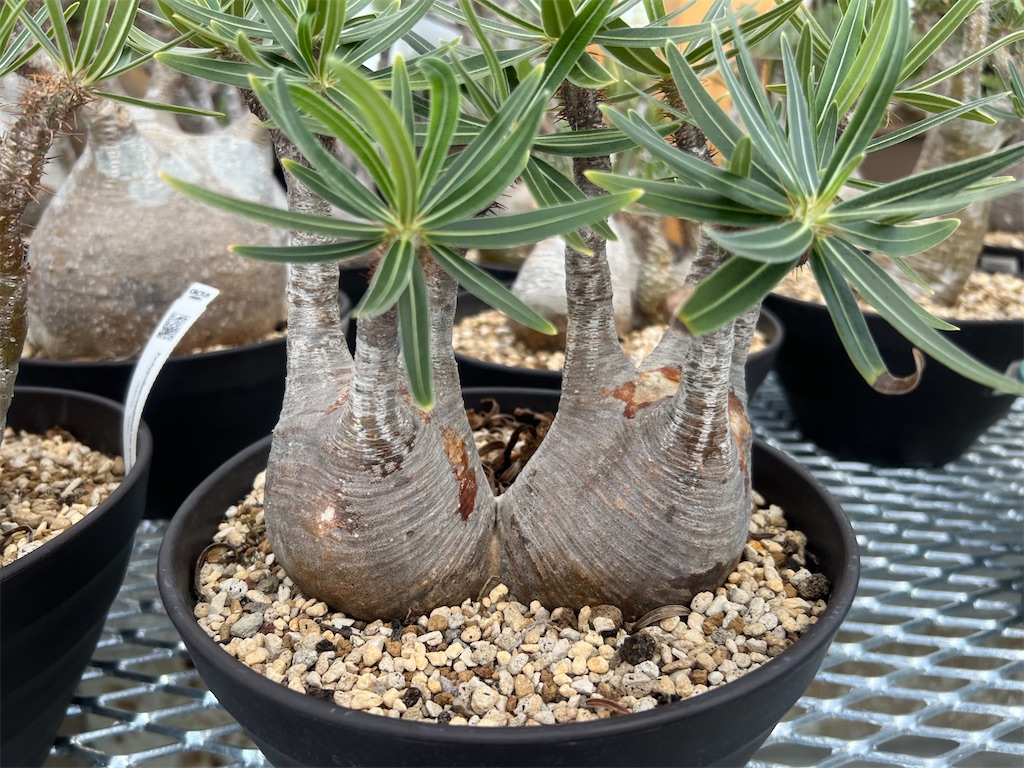 CACTUS GREEN】カクタスグリーンの実店舗に行ってきました【オープン日
