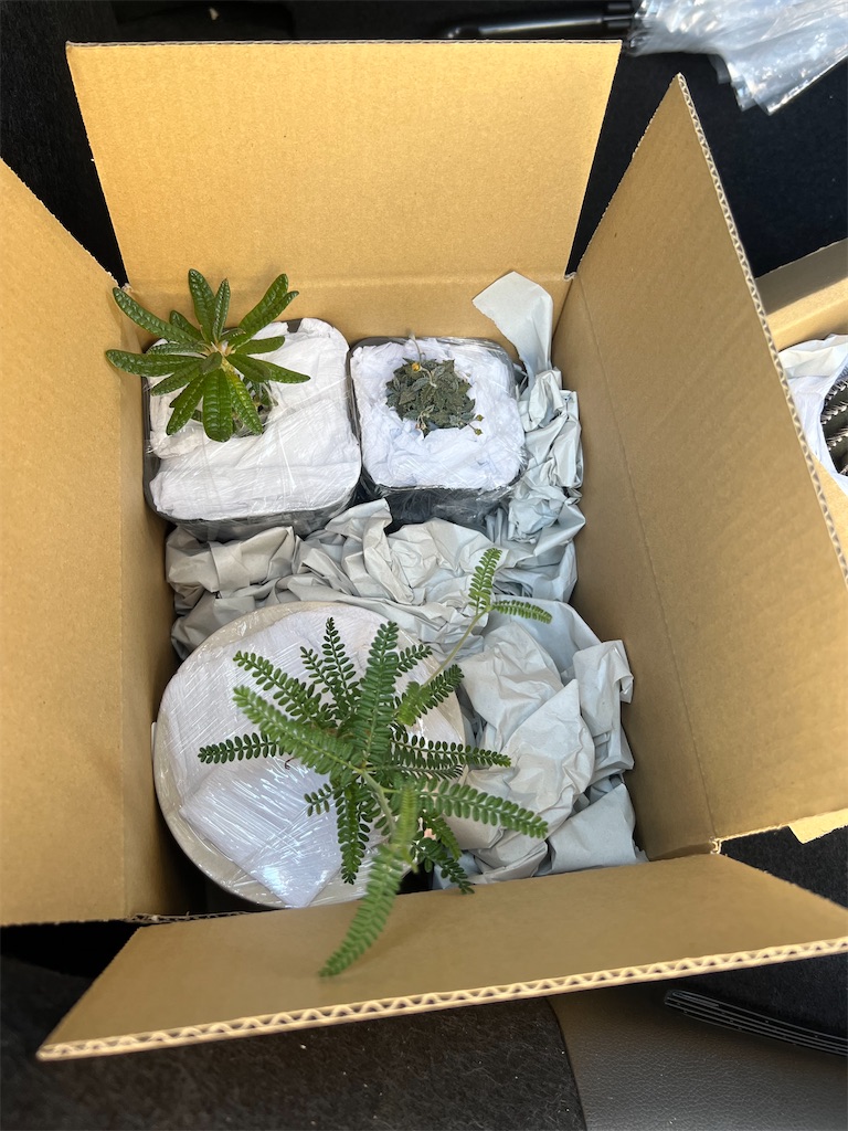 ブラータ CACTUS GREEN購入品 CACTUS GREEN】カクタスグリーンの実店舗に行ってきました【オープン日