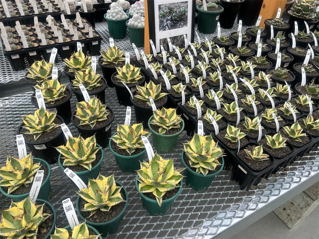 CACTUS GREEN】カクタスグリーンの実店舗に行ってきました【オープン日
