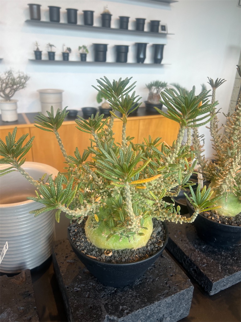 CACTUS GREEN】カクタスグリーンの実店舗に行ってきました【オープン日