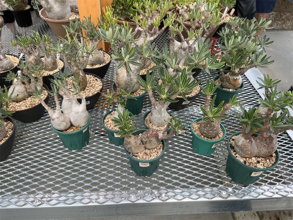 CACTUS GREEN】カクタスグリーンの実店舗に行ってきました【オープン日