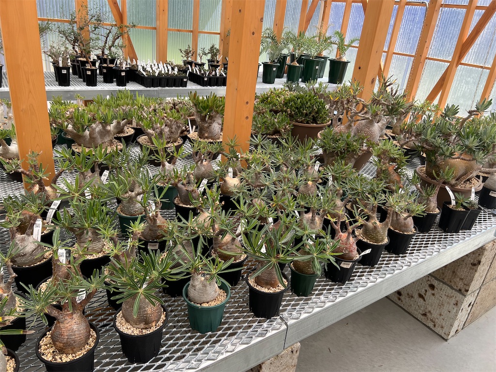 CACTUS GREEN】カクタスグリーンの実店舗に行ってきました【オープン日