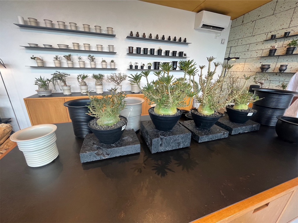 CACTUS GREEN】カクタスグリーンの実店舗に行ってきました【オープン日