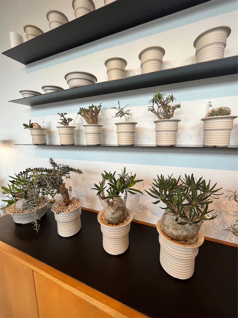 CACTUS GREEN】カクタスグリーンの実店舗に行ってきました【オープン日
