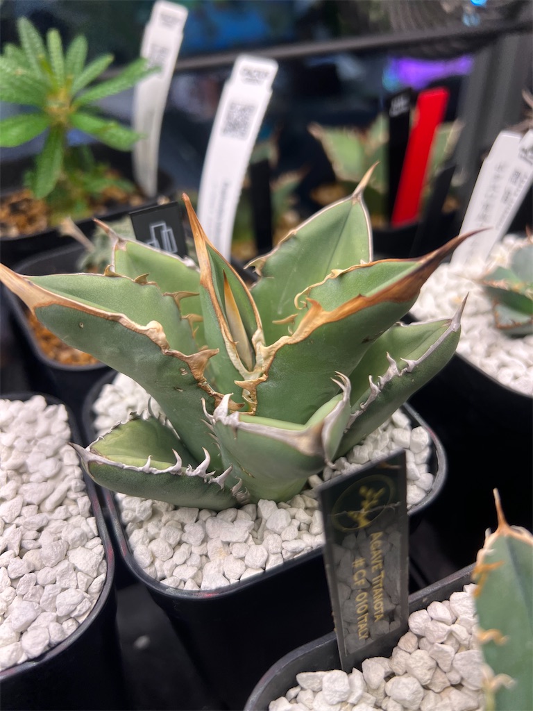 総額60万円超】2023年8月に買った植物【購入品紹介】 - つばさブログ 総額60万円超】2023年8月に買った植物【購入品紹介】 - つばさブログ