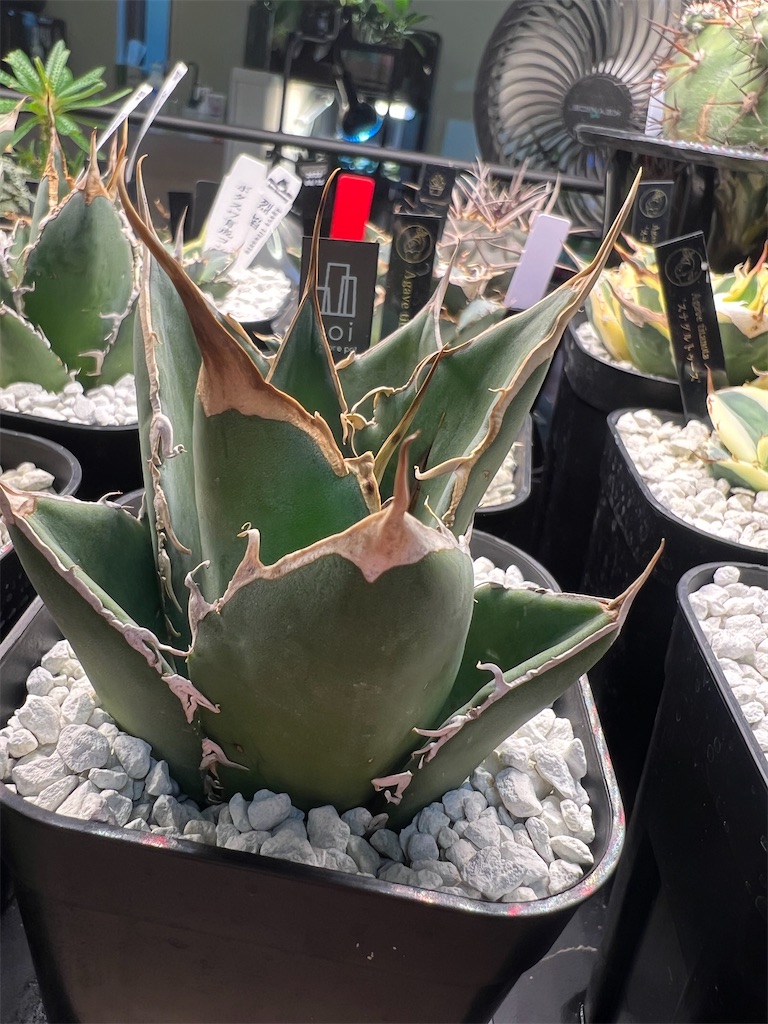 総額60万円超】2023年8月に買った植物【購入品紹介】 - つばさブログ