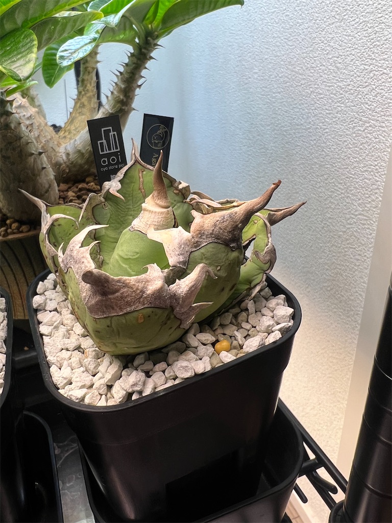 総額60万円超】2023年8月に買った植物【購入品紹介】 - つばさブログ 総額60万円超】2023年8月に買った植物【購入品紹介】 - つばさブログ