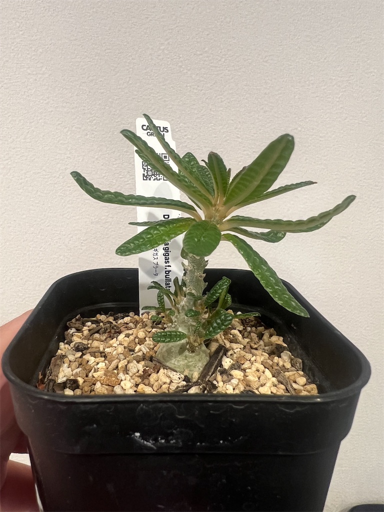ドルステニア ギガス　ブラータ　挿木　大株　アガベ　パキポディウム　サボテン plant-brothers_plants240628e41