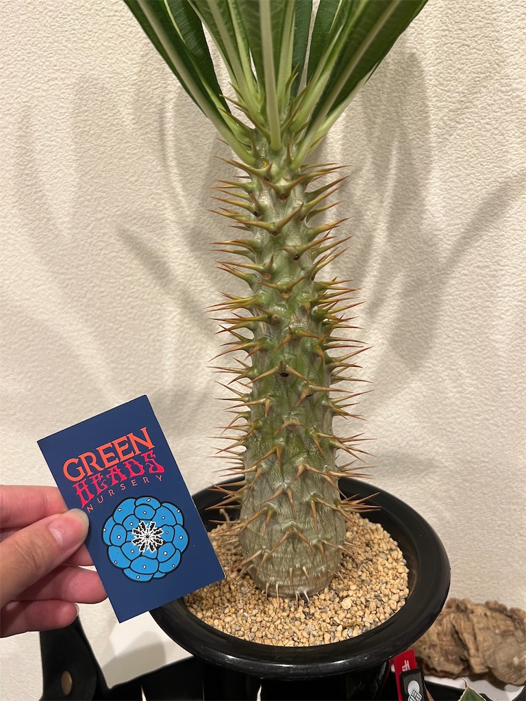 パキポディウム　アンボンゲンセ　カクタスグリーン 総額60万円超】2023年8月に買った植物【購入品紹介】 - つばさブログ