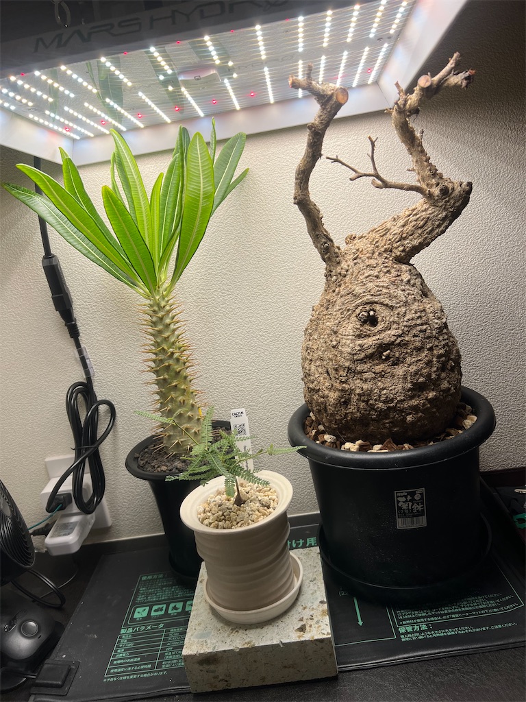 総額60万円超】2023年8月に買った植物【購入品紹介】 - つばさブログ