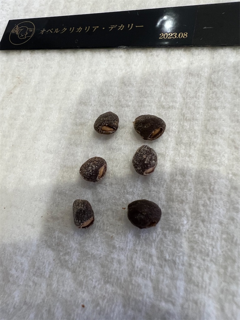 オペルクリカリア　デカリー　8年目 極太 実生8年 オペルクリカリア デカリー 購入から五年目のデカリー。 今年