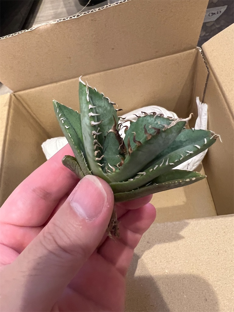 【発根済み】アガベ ホリダ 薄葉鋭棘 美株 抜き苗発送 発根済み】アガベ ホリダ 薄葉鋭棘 美株 抜き苗発送 今日の園芸#