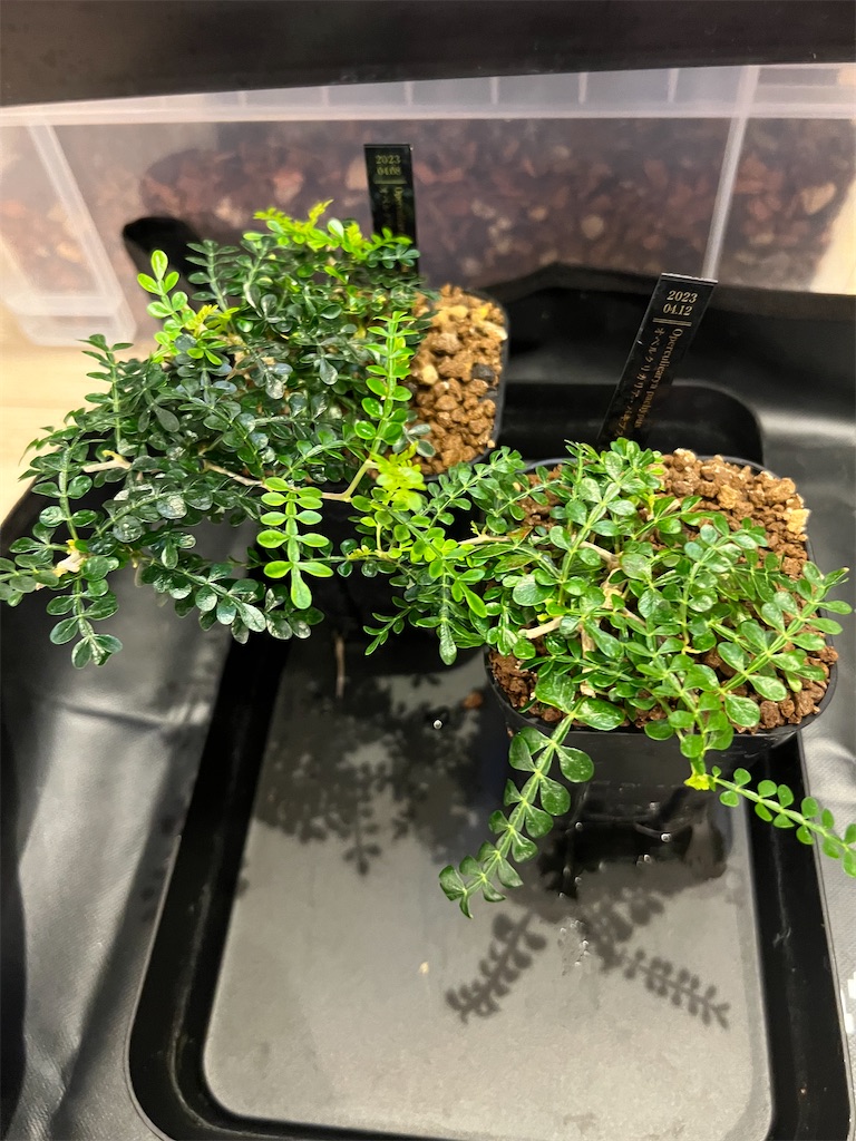 今日の園芸#8】シマムラ園芸でSSN鉢購入&実生パキプスの植え替え