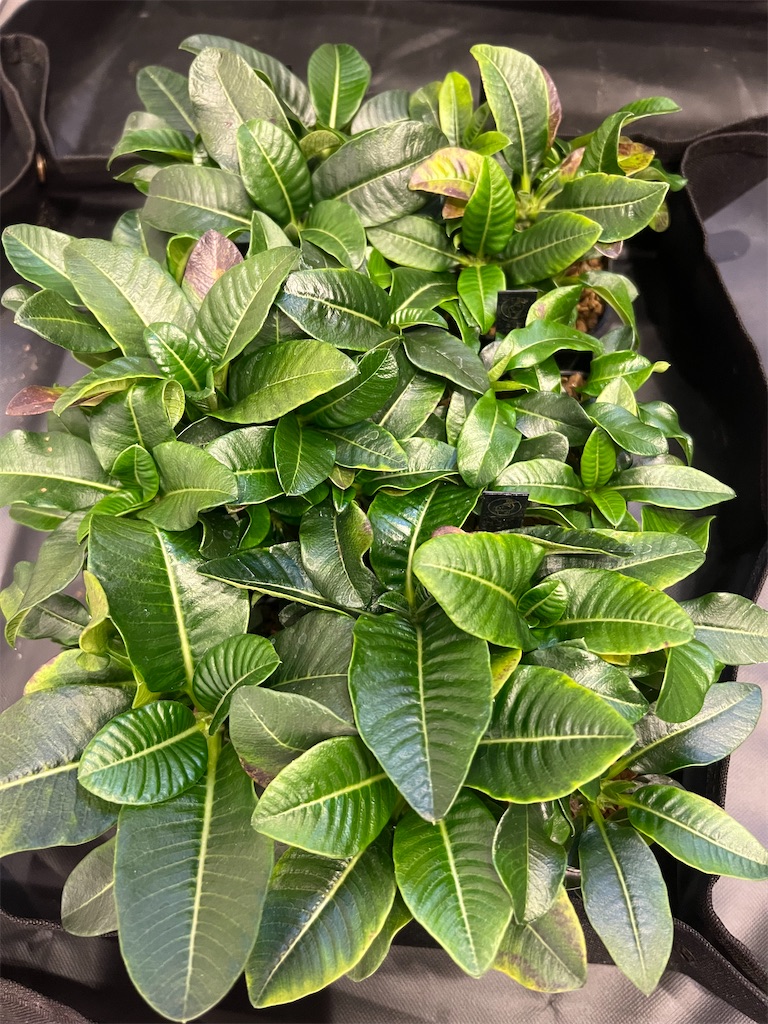 で*う様 国内実生3年株　ウィンゾリー ウィンゾリー 国内実生株 - メルカリ