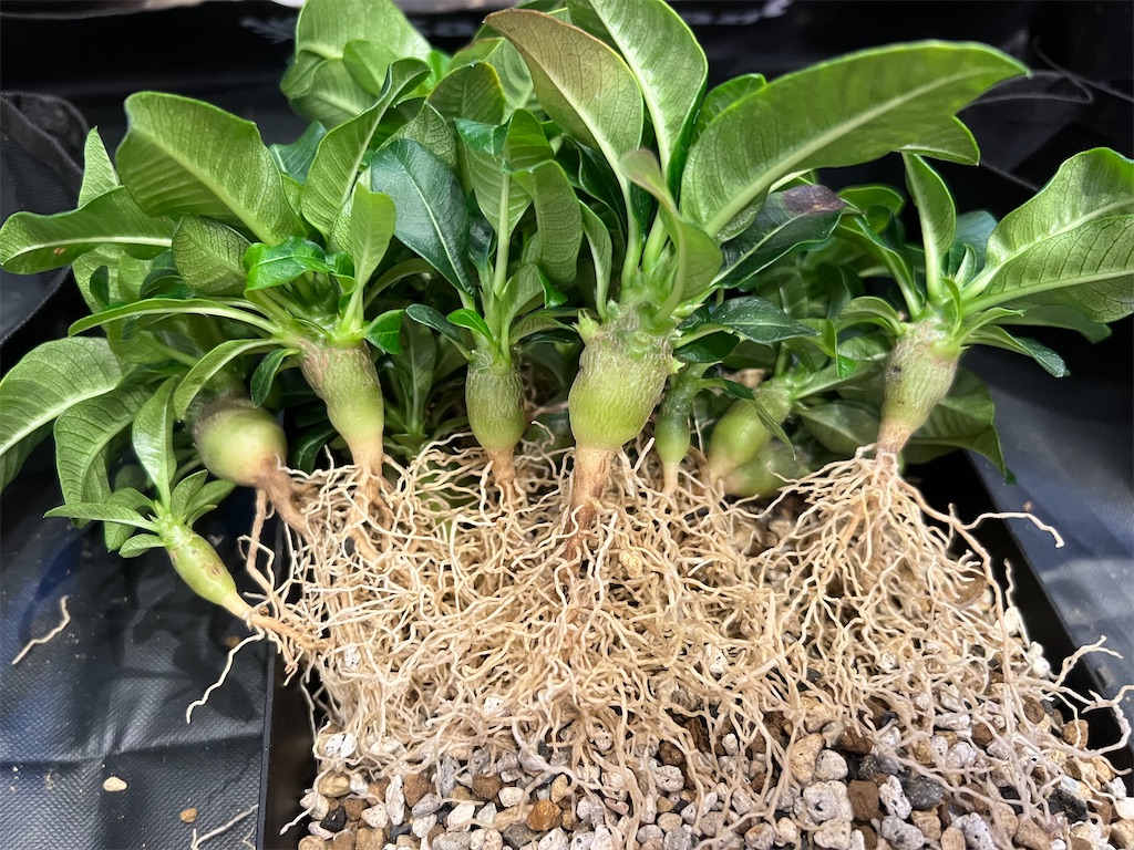 で*う様 国内実生3年株 ウィンゾリー で*う様 国内実生