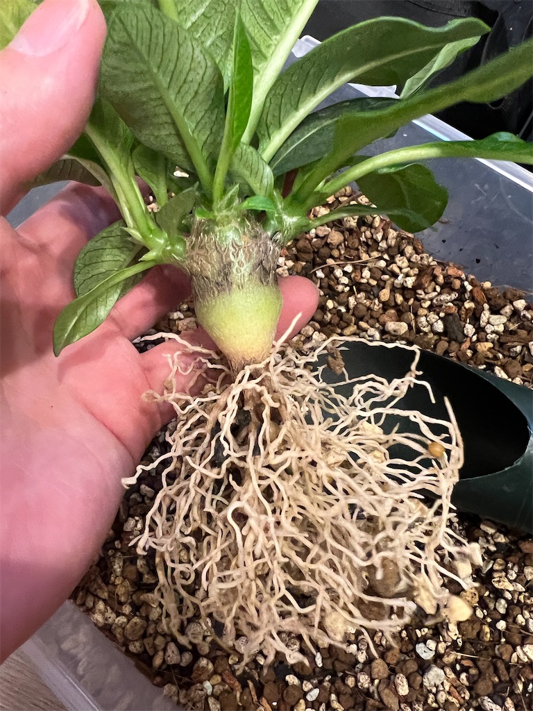 今日の園芸#10】実生3ヶ月のウィンゾリー鉢上げ&北千住ARKにて植物飲み