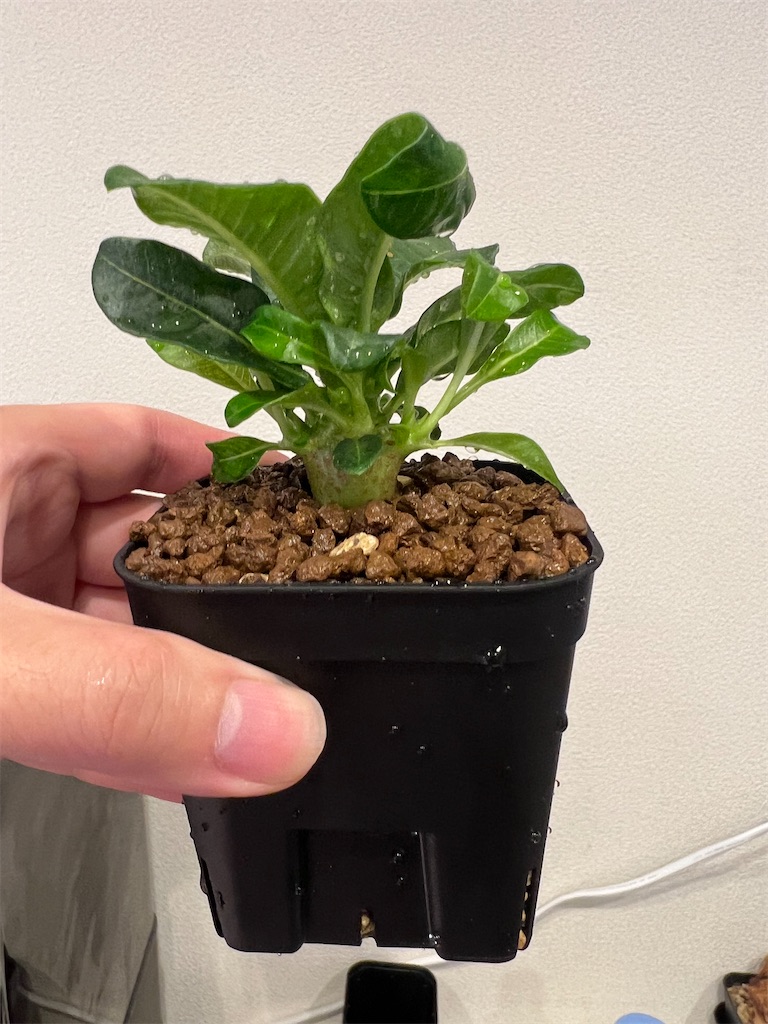 今日の園芸#10】実生3ヶ月のウィンゾリー鉢上げ&北千住ARKにて植物飲み