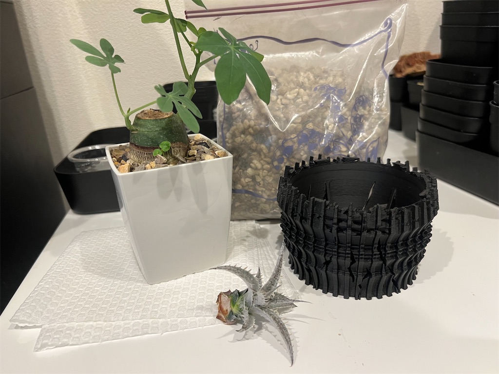 今日の園芸#10】実生3ヶ月のウィンゾリー鉢上げ&北千住ARKにて植物飲み