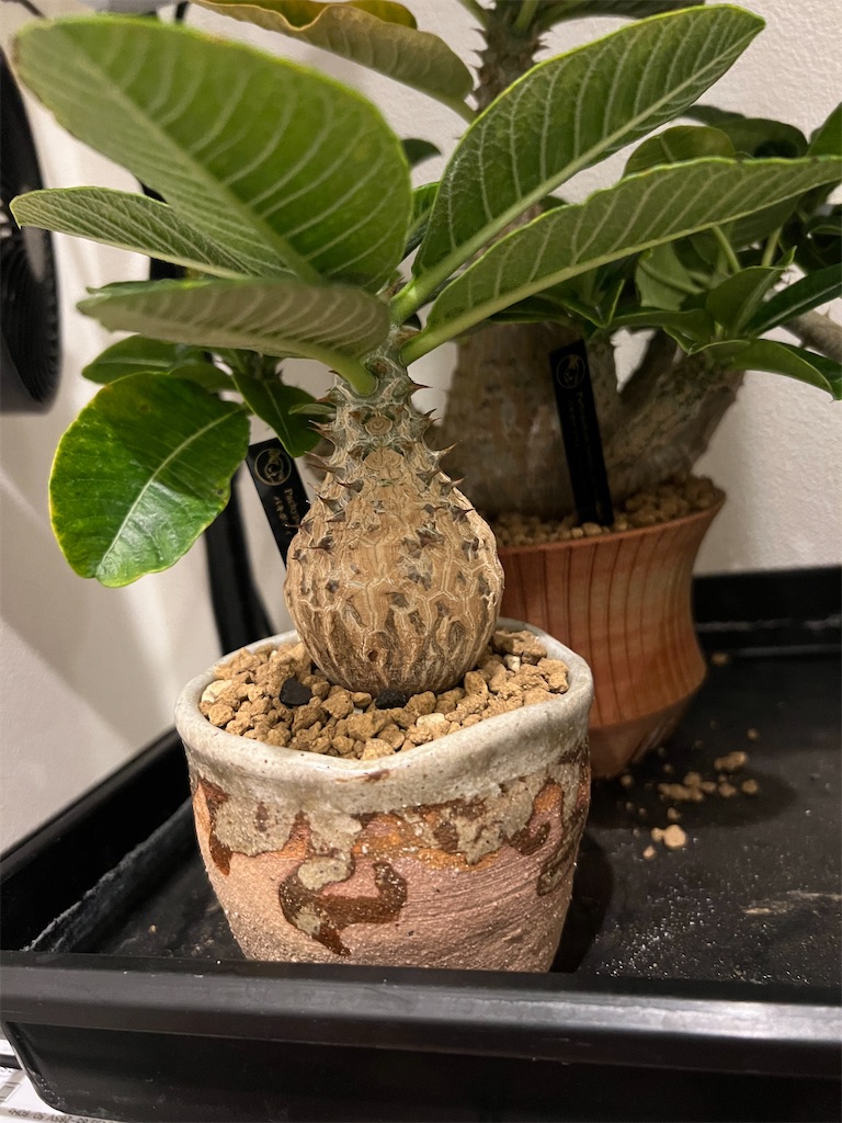 今日の園芸#10】実生3ヶ月のウィンゾリー鉢上げ&北千住ARKにて植物飲み