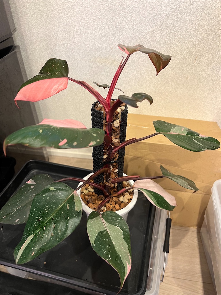 今日の園芸#11】ピンクプリンセスの植え替え、仕立て直し【2023 今日の園芸#11】ピンクプリンセスの植え替え、仕立て直し【2023