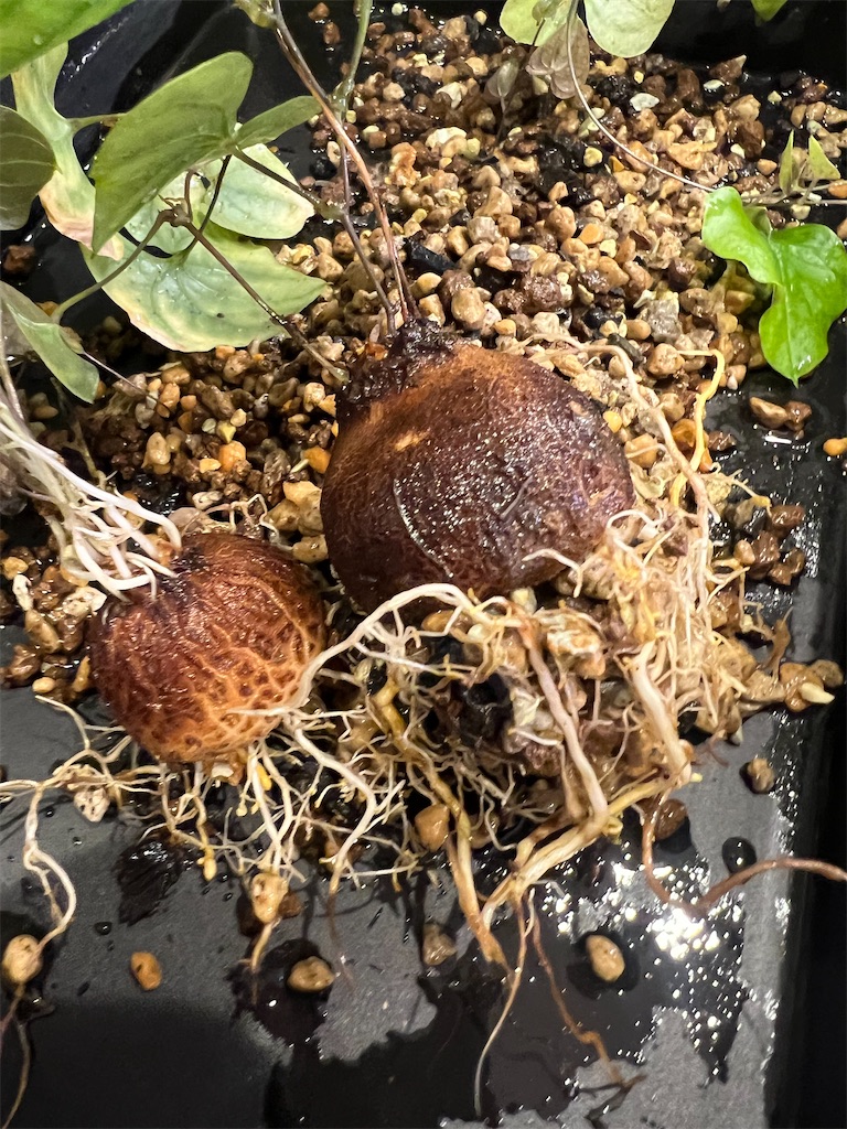 実生5ヶ月】亀甲竜の実生記録【室内LED管理vs外管理】 - つばさブログ