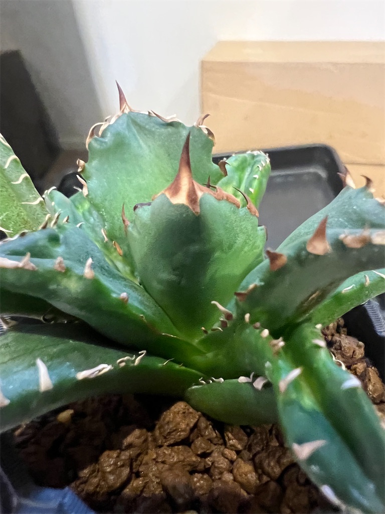 今日の園芸#15】アガベマイトの被害から復活したアガベCR-01の植え替え