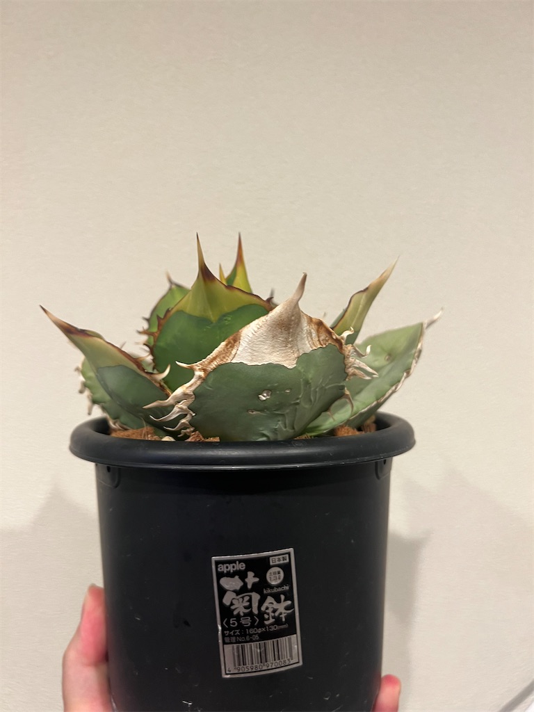 f:id:WinwinHigK:20230923212251j:image f:id:WinwinHigK:20230923212251j:image