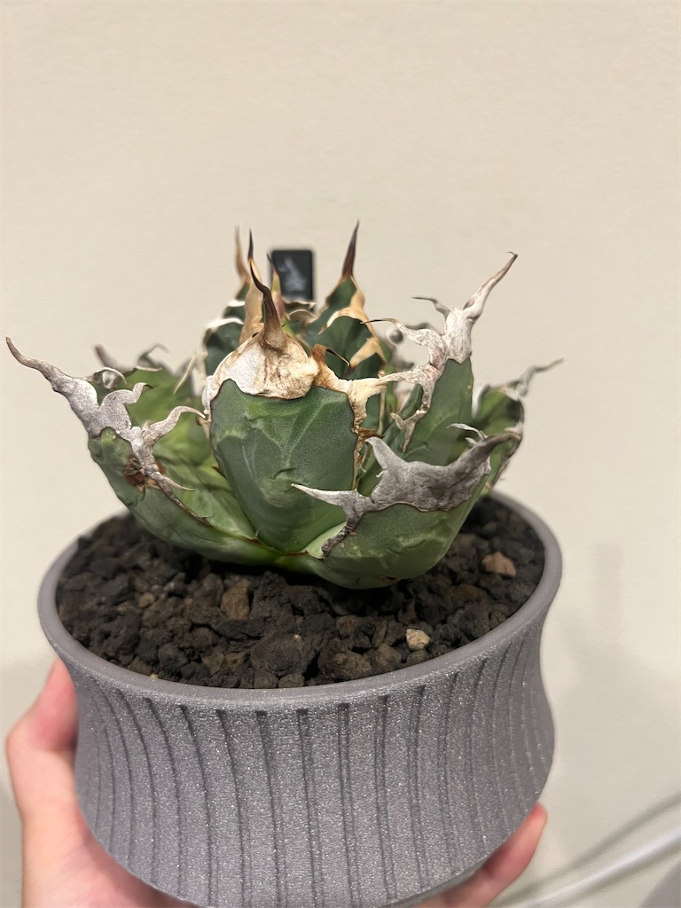 f:id:WinwinHigK:20230923212302j:image f:id:WinwinHigK:20230923212302j:image