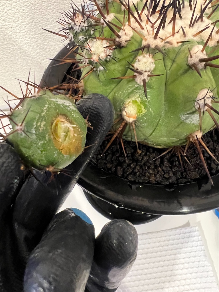 今日の園芸#20】黒王丸の子株収穫【2023/09/27】 - つばさブログ